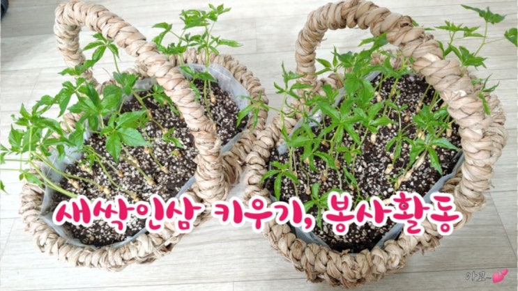  새싹인삼 키우기 봉사활동, 코로나19 극복