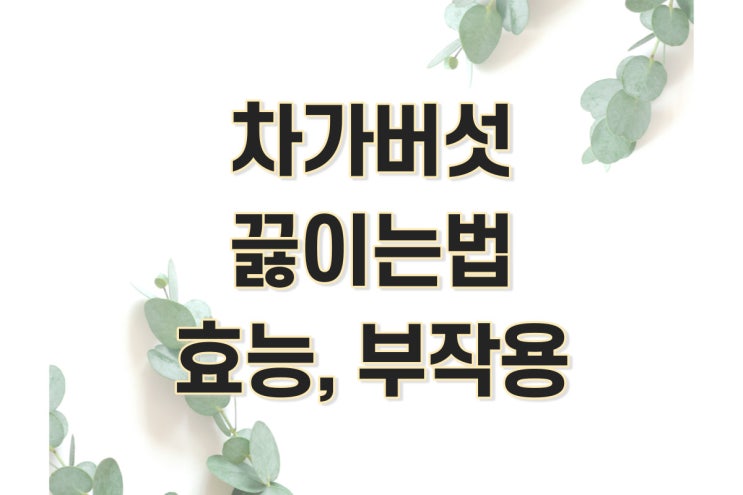  차가버섯 끓이는 법, 효능, 부작용 정리