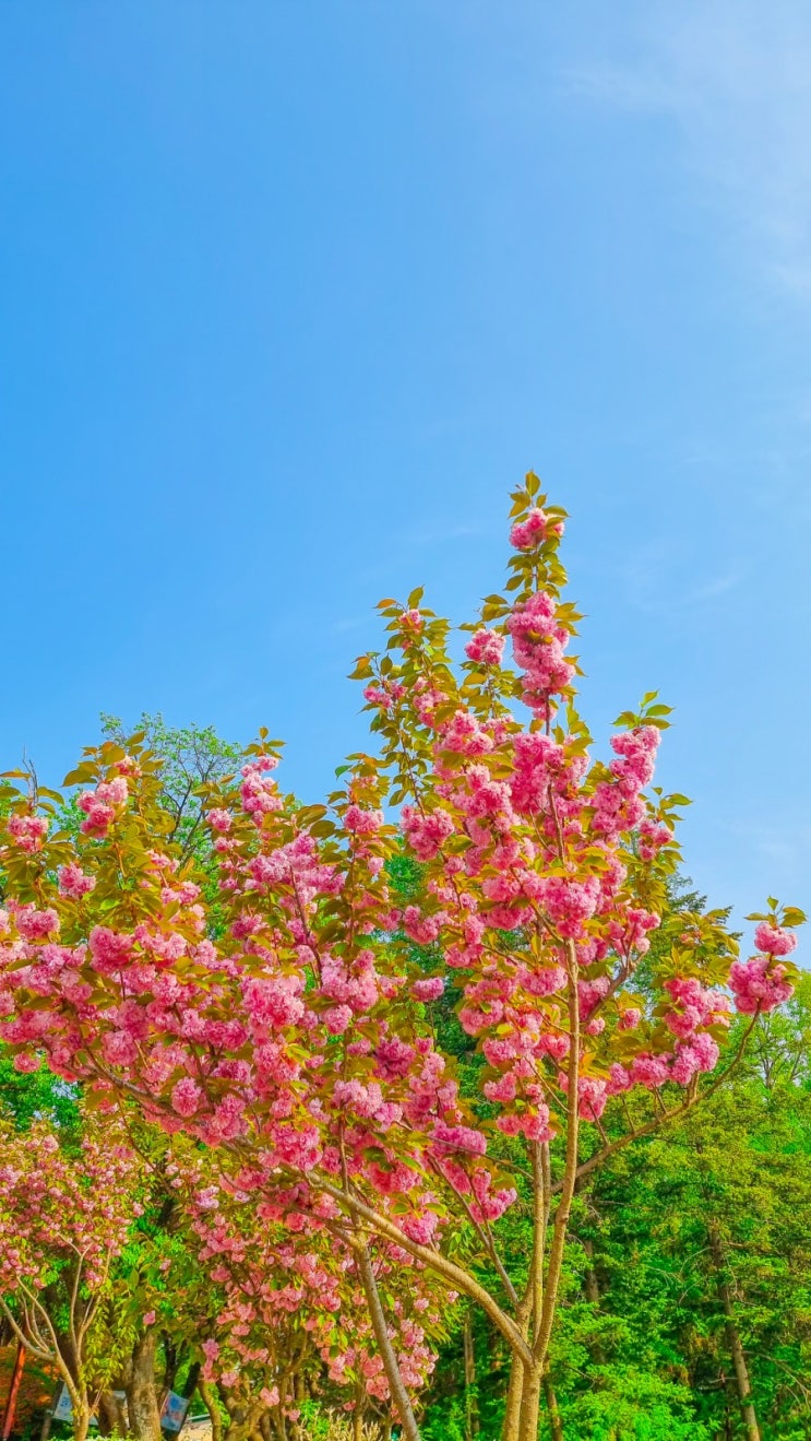 매년와도 예쁜 겹벚꽃 명소 , 당진 남산공원