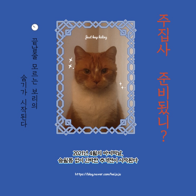  고양이와 숨숨 놀이를 해보았다