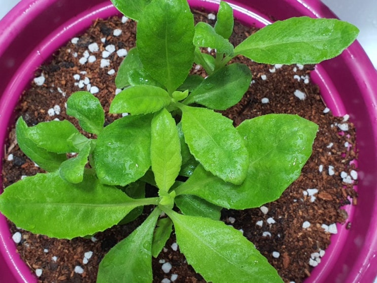  나눔 받은 약초 명월초 키우기 How to Grow Longevity spinach (from 엄니 님)