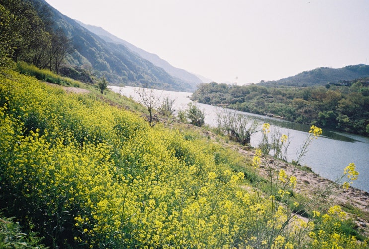  [미놀타 Prod'20_Film Photo] 4월의 섬진강
