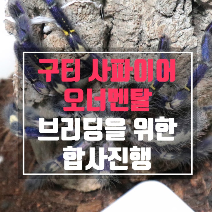  구티사파이어 오너멘탈 브리딩을 위한 합사 진행