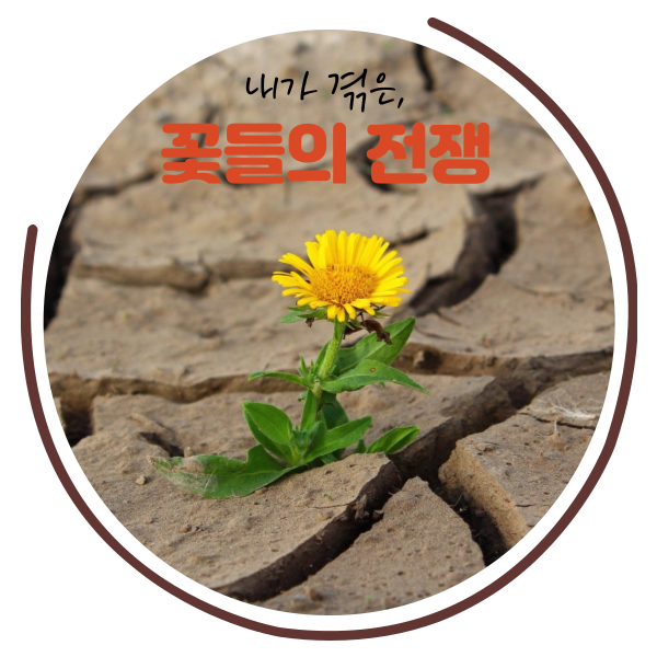  꽃들의 전쟁