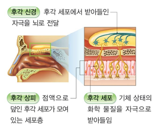 자극과반응 - 감각기관 (후각, 미각, 감각점) : 네이버 블로그