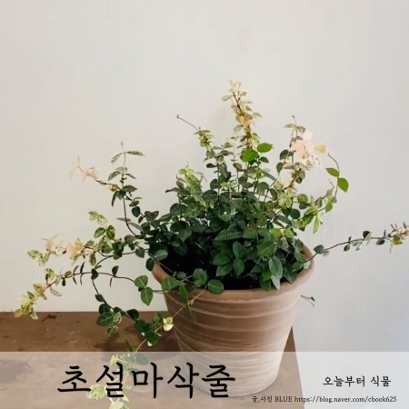 초설마삭줄 키우기 오늘부터식물