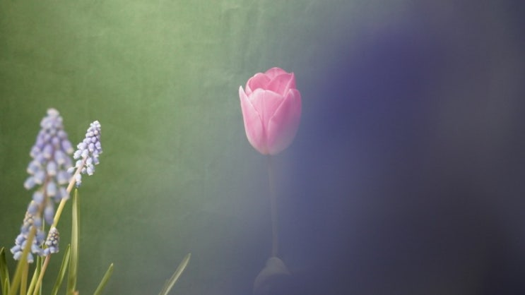  저는 베란다 정원 식물집사예요.