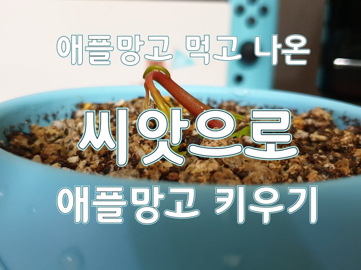  애플망고 키우기 22일차 [화분으로 옮기기] 집에서#2