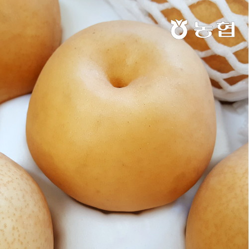 의외로 인기있는 산해진미 신북농협 가정용 신고배 5kg (5~8과), 단품없음 추천해요