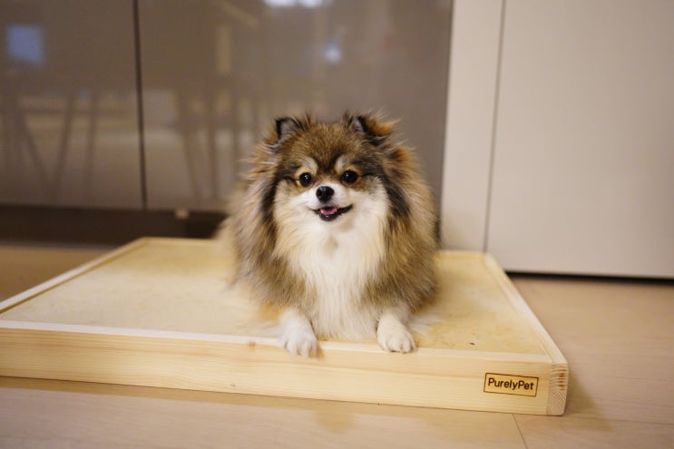  퓨어리펫 반려동물 강아지 천연대리석 쿨매트로 시원하게!