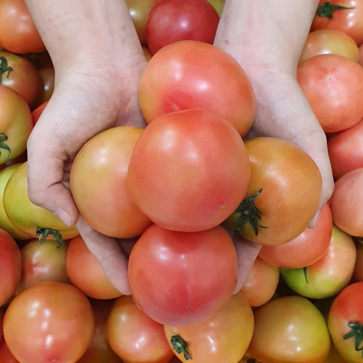 인기 많은 자연애농산 완숙 찰토마토 정품 3kg 5kg, 토마토 3kg - 4번과/중소과 추천합니다