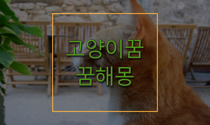 고양이꿈 해몽 귀여운 고양이가 꿈에 나왔을때 의미!