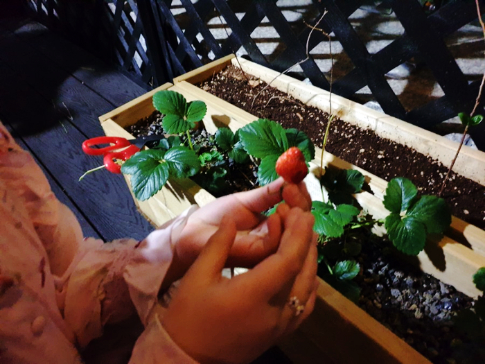 테라스 식물 키우기 - "올해 첫 수확 열매는 딸기","런너를 이용한 딸기 번식 방법~!