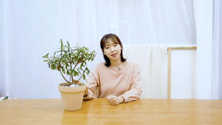  천리향 (서향) 키우기 | 꽃 잘 피우는 방법 | 물주기, 분갈이 Tip