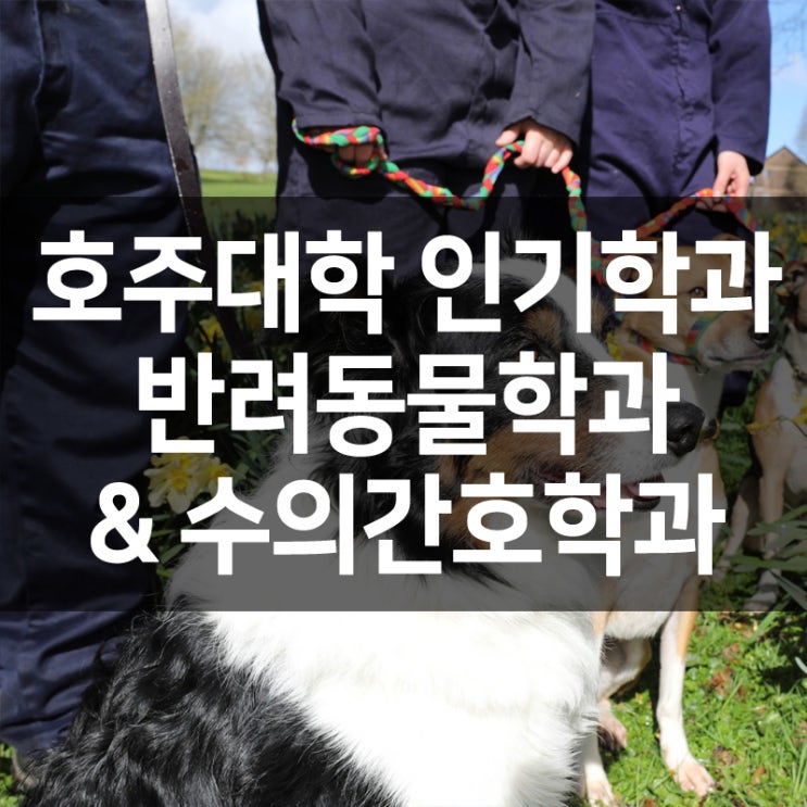  [호주대학 인기 학과] 반려동물학과, 수의간호학과