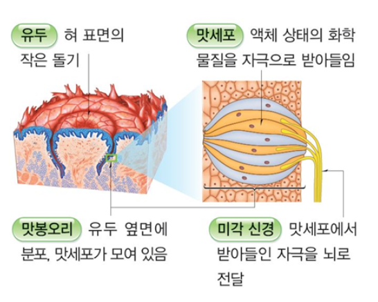 자극과반응 - 감각기관 (후각, 미각, 감각점) : 네이버 블로그