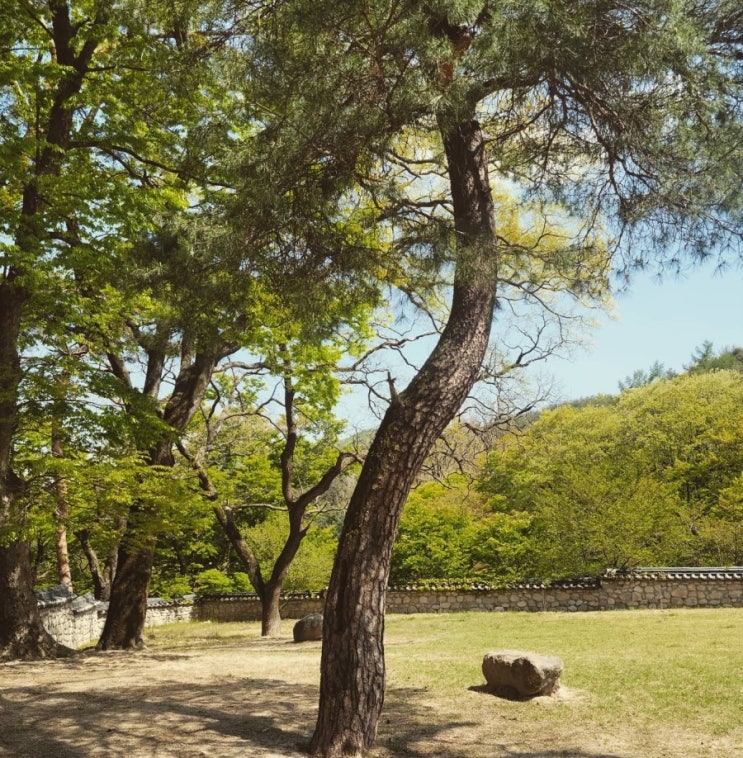  대구근교봄나들이추천/ 김천 직지사