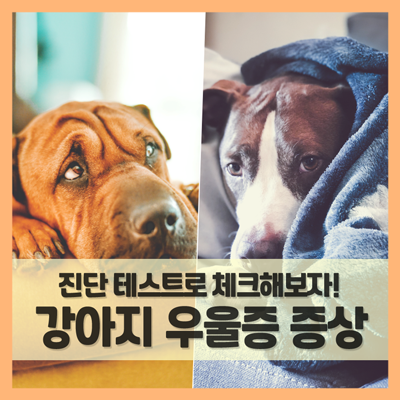 강아지 우울증 증상 및 극복 방안 (f. 진단 테스트)