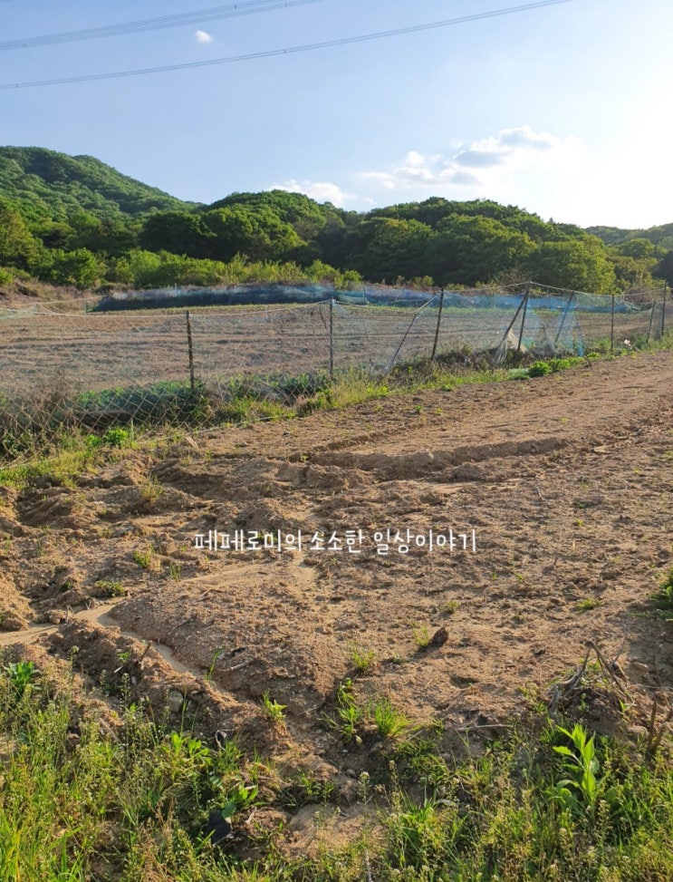 [용인] 삼가동 주말농장 텃밭 시작하기 1탄