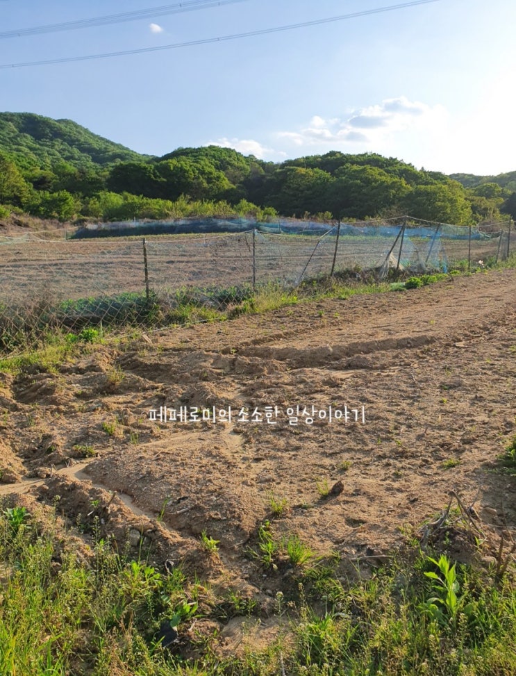  [용인] 삼가동 주말농장 텃밭 시작하기 1탄
