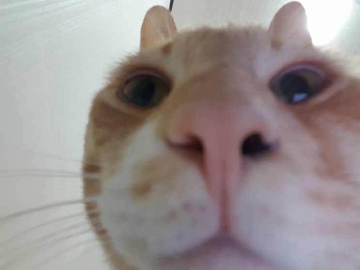  고양이 배 만지기 * 말랑말랑 모찌 뱃살 * 애정표현 최고