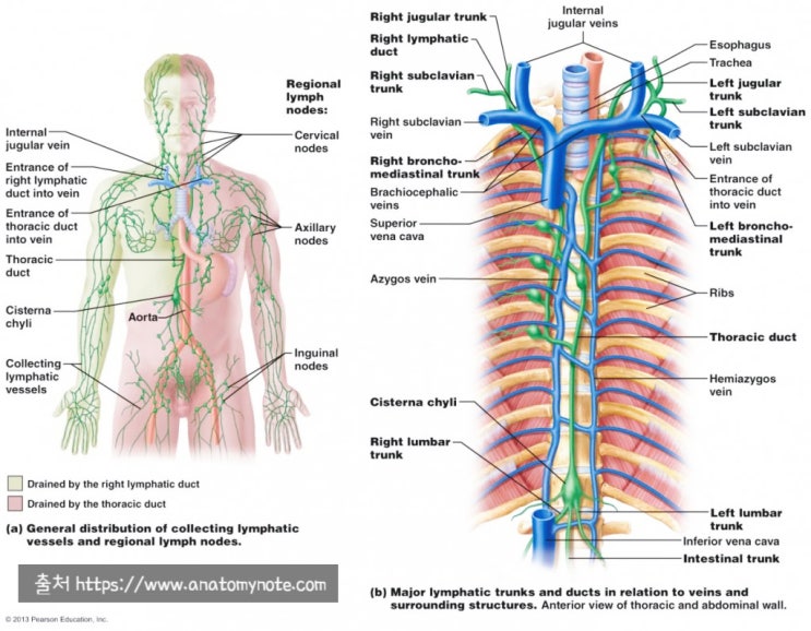 lymphatic trunks (ducts) 림프본관, 림프관줄기가 뭘까요?