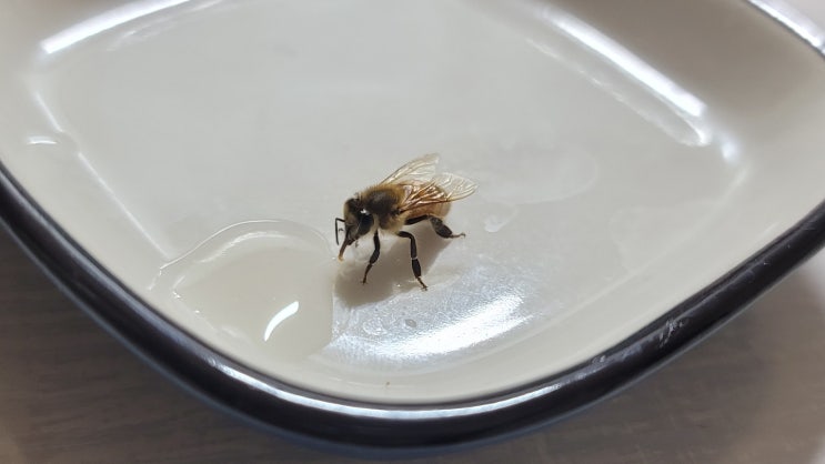 지친 꿀벌에게 꿀물을 주세요.