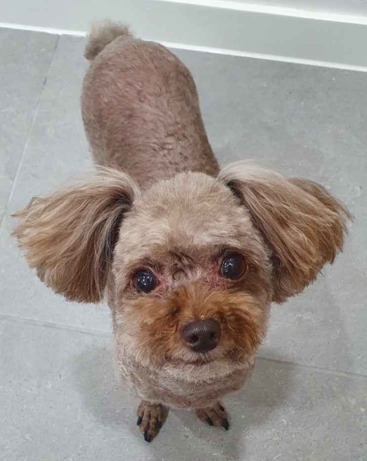  초롱이 미용했어요~ (수내동 남현우동물병원)