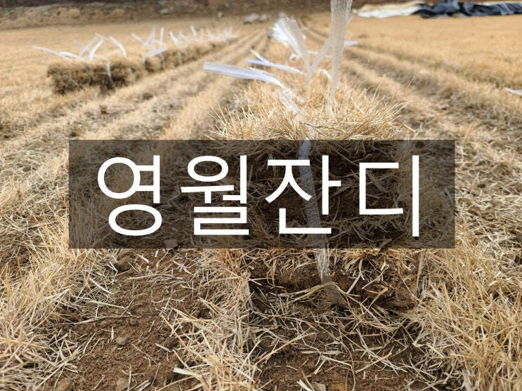  강원도 남부 영월 잔디 배송