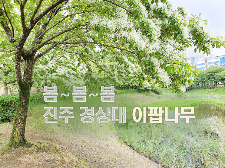  진주 경상대 이팝나무 비오는날 데이트 코스 가볼만한곳