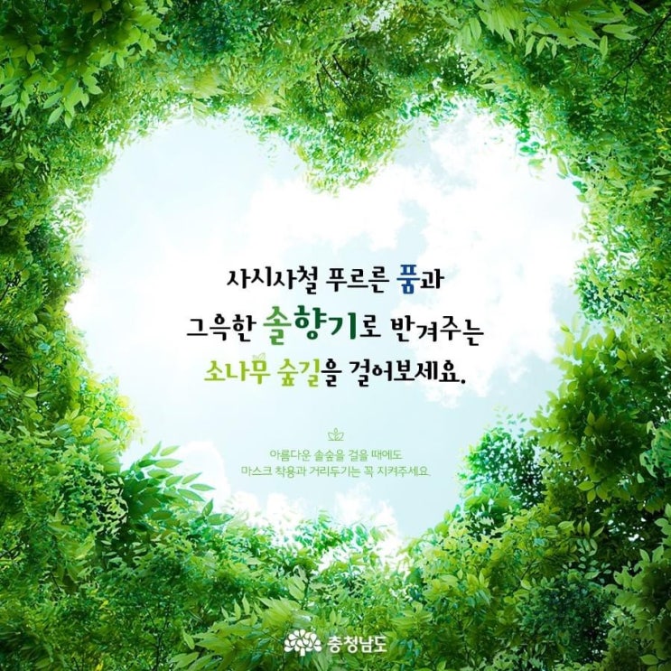 솔향 맡으며 숲 산책 충남 소나무 숲 | 충남도청페이스북