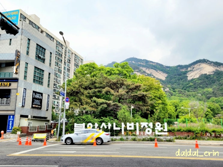 이번주가 마지막일 듯한 철쭉동산 & 불암산 나비정원