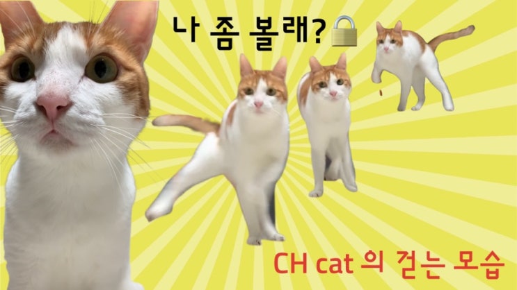  [애옹스네] 유튜브이야기