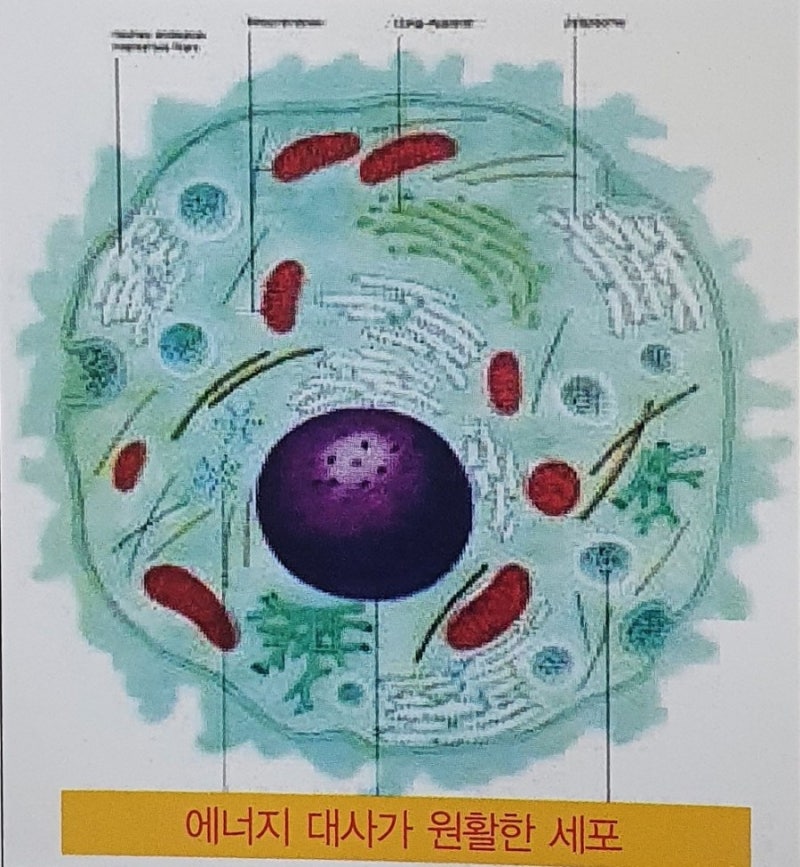 세포,전신,장간순환(삼순환) : 네이버 블로그