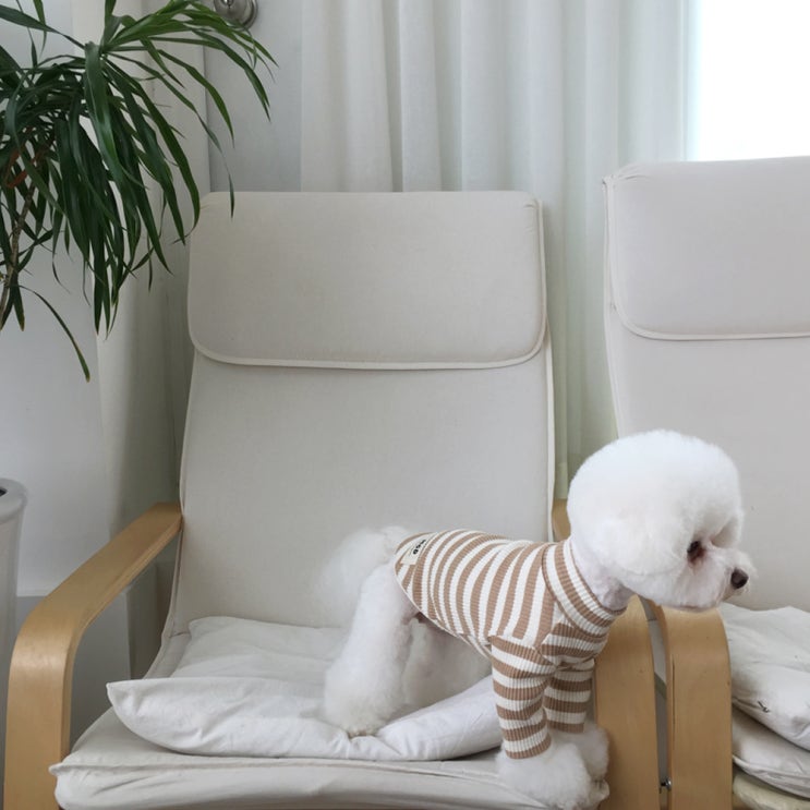 최근 많이 팔린 매그독 강아지 메이플 티셔츠, 베이지 좋아요 최근 많이 팔린 매그독 강아지 메이플 티셔츠, 베이지 좋아요