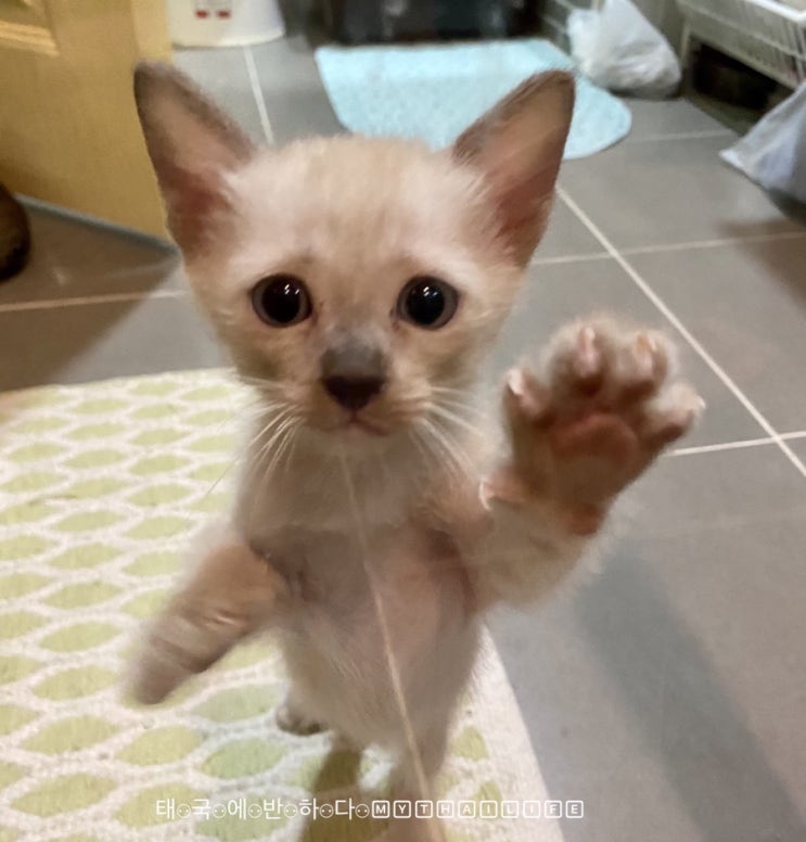  초보집사<태국에서 고양이 키우기>아기고양이 아깽이