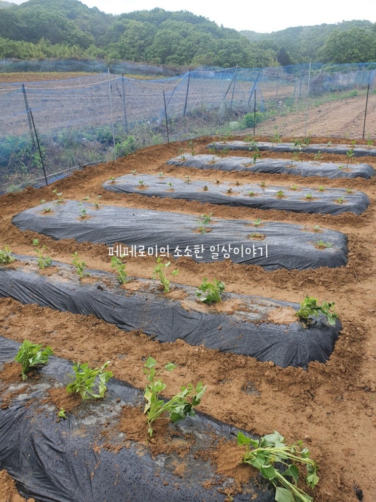 [용인] 삼가동 주말농장 텃밭 시작하기 2탄