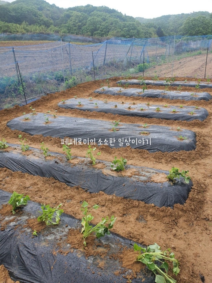  [용인] 삼가동 주말농장 텃밭 시작하기 2탄