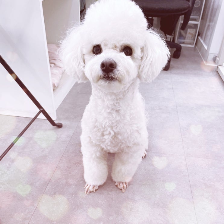 루이비숑 강아지 닭발미용 도전 했어요:) 루이비숑 강아지 닭발미용 도전 했어요:)