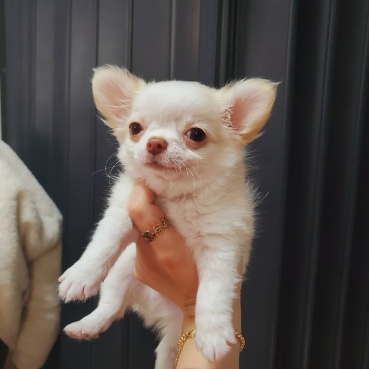  장모치와와 무무링의 일상이야기