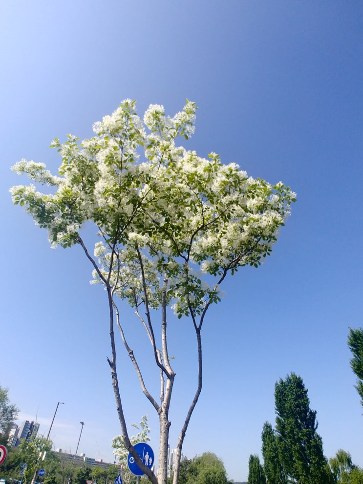 <한강변 산책> 강변에 살어리랏다. <한강변 산책> 강변에 살어리랏다.