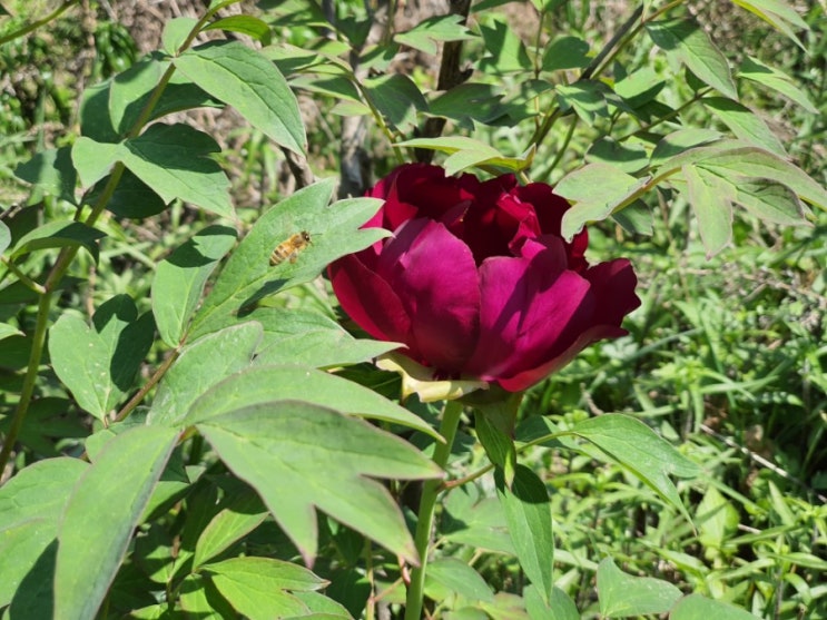  매일매일 챌린지 #오늘일기 2 어느 정원에서 만난 5월의 꽃 Moutan peony 목단 꽃말