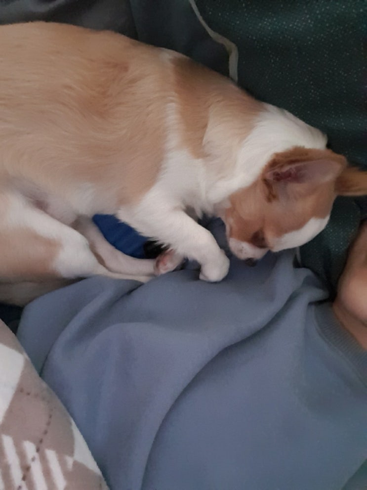  5월2일 - 다섯마리 댕냥이와 동물농장