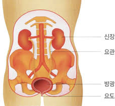  해부생리학 비뇨기계구조기능 요관 방광 요도 배뇨반사 간호학과공부