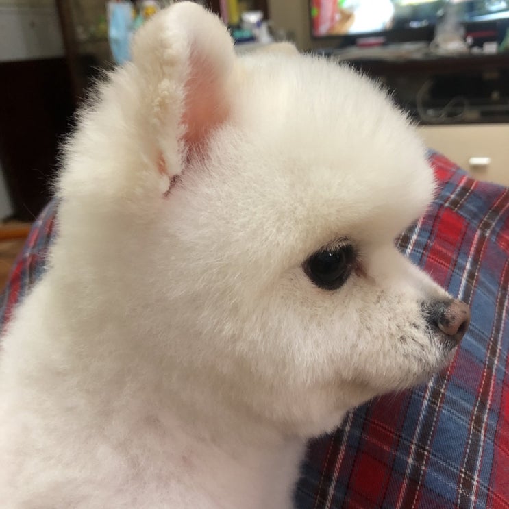  뭉치 미용 성공!