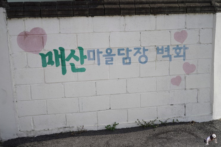  충북 음성 감곡 여행 매괴성모순례지성당 앞 벽화마을 매산마을 담장벽화