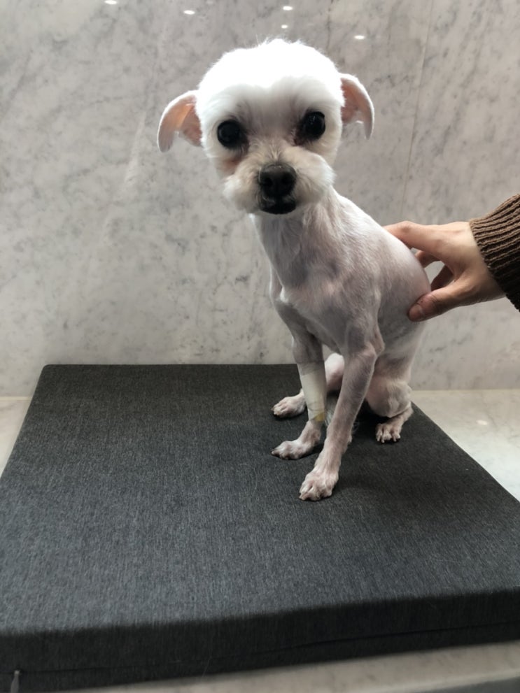  [도봉] 친절하고 잘해주셨던 <강북 우리동물의료센터> 노령견 스케일링후기