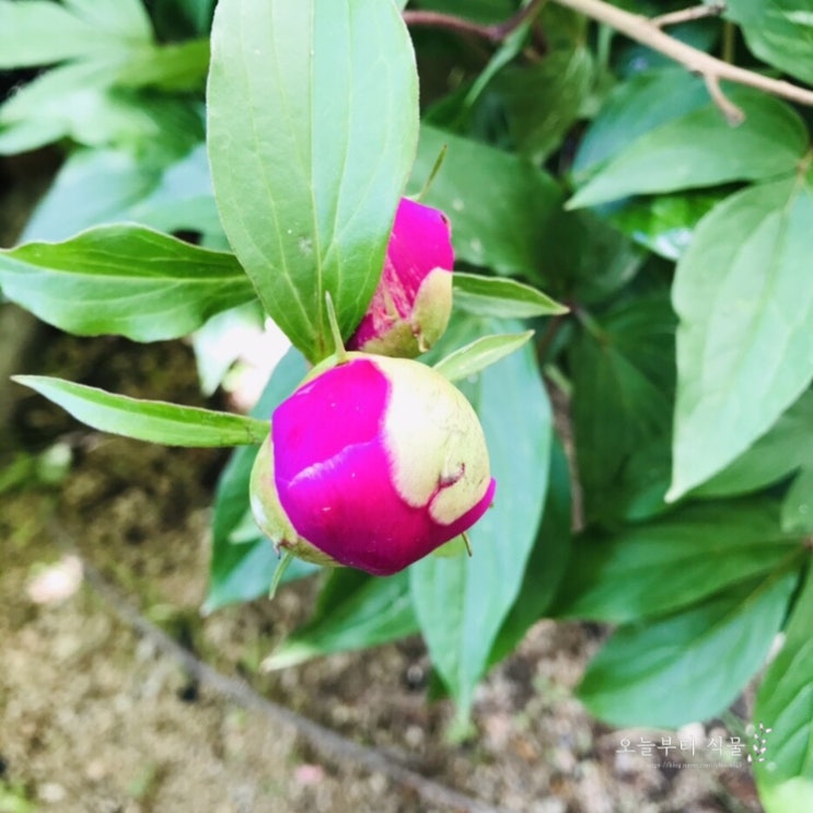 오늘일기 작약