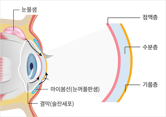  전주 안과동물병원_강아지 안구건조증(건성각결막염,KCS)