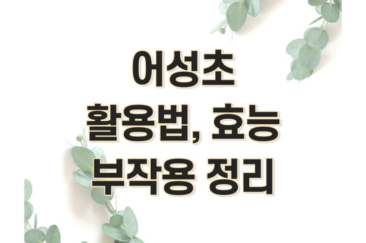  어성초액, 어성초 효능, 어성초 활용법, 어성초 차(물) 만드는법 (아토피 개선, 탈모 완화)